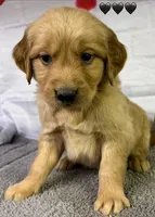 Gentry Black, a male Golden Retriever for sale in Tahlequah, OK – Photo 8 of 10