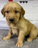 Gentry Black, a male Golden Retriever for sale in Tahlequah, OK – Photo 4 of 10