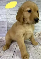 R Yellow, a female Golden Retriever for sale in Tahlequah, OK – Photo 2 of 7