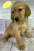 R Yellow, a female Golden Retriever for sale in Tahlequah, OK – Photo 4 of 7