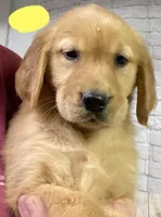 R Yellow, a female Golden Retriever for sale in Tahlequah, OK – Photo 3 of 7