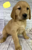 R Yellow, a female Golden Retriever for sale in Tahlequah, OK – Photo 6 of 7