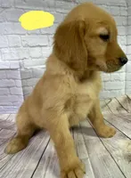 R Yellow, a female Golden Retriever for sale in Tahlequah, OK – Photo 5 of 7