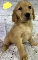 R Yellow, a female Golden Retriever for sale in Tahlequah, OK – Photo 1 of 7