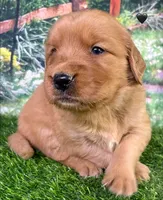 Pynki Black, a female Golden Retriever for sale in Tahlequah, OK – 2 of 7