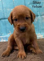 Shay Yellow, a female Golden Retriever for sale in Tahlequah, OK – 5 of 8