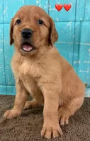 Red Male - Genetically Clear, a male Golden Retriever for sale in Tahlequah, OK – 2 of 9