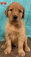 Red Male - Genetically Clear, a male Golden Retriever for sale in Tahlequah, OK – 6 of 9
