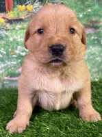 Charm Yellow, a female Golden Retriever for sale in Tahlequah, OK – 2 of 7