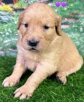 Charm Purple, a female Golden Retriever for sale in Tahlequah, OK – 3 of 7