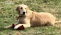 Delta, a female Golden Retriever for sale in Tahlequah, OK – Photo 2 of 4
