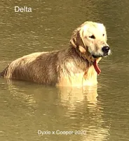 Delta, a female Golden Retriever for sale in Tahlequah, OK – Photo 4 of 4