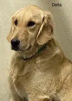 Delta, a female Golden Retriever for sale in Tahlequah, OK – Photo 3 of 4