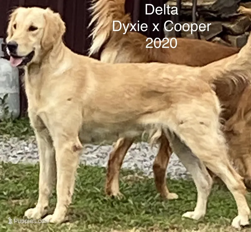 Delta