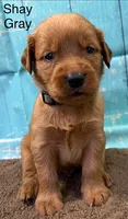 Shay Gray, a male Golden Retriever for sale in Tahlequah, OK – 2 of 8