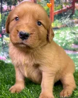 Pynki Orange, a female Golden Retriever for sale in Tahlequah, OK – 5 of 8