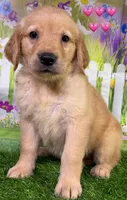 T Pink, a female Golden Retriever for sale in Tahlequah, OK – 3 of 6