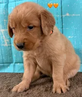Orange Female Genetically Clear, a female Golden Retriever for sale in Tahlequah, OK – 7 of 8