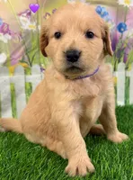 Genetically Clear P, a female Golden Retriever for sale in Tahlequah, OK – 5 of 10