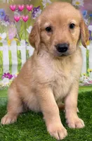 T Pink, a female Golden Retriever for sale in Tahlequah, OK – 6 of 6