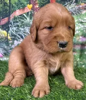 Pynki Yellow, a female Golden Retriever for sale in Tahlequah, OK – 6 of 7
