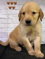 T Tan, a male Golden Retriever for sale in Tahlequah, OK – 1 of 8