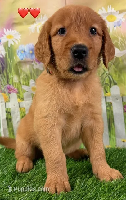 Red Male - Genetically Clear – Golden Retriever puppy for sale in Tahlequah, OK