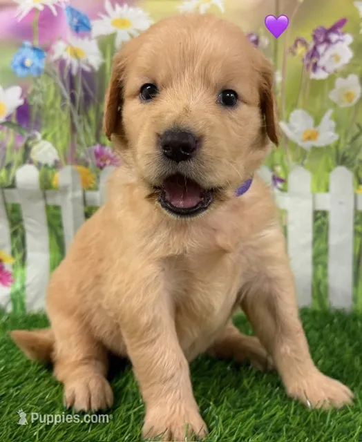 Genetically Clear P – Golden Retriever puppy for sale in Tahlequah, OK