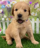 Genetically Clear P, a female Golden Retriever for sale in Tahlequah, OK – 1 of 10