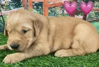 Lexi Pink, a female Golden Retriever for sale in Tahlequah, OK – Photo 7 of 10