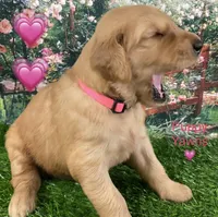 Lexi Pink, a female Golden Retriever for sale in Tahlequah, OK – Photo 8 of 10