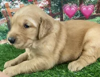 Lexi Pink, a female Golden Retriever for sale in Tahlequah, OK – Photo 4 of 10