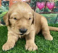 Lexi Pink, a female Golden Retriever for sale in Tahlequah, OK – Photo 1 of 10