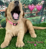 Lexi Pink, a female Golden Retriever for sale in Tahlequah, OK – Photo 2 of 10