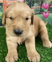 Lexi Pink, a female Golden Retriever for sale in Tahlequah, OK – Photo 3 of 10