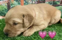 Lexi Pink, a female Golden Retriever for sale in Tahlequah, OK – Photo 10 of 10