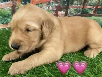 Lexi Pink, a female Golden Retriever for sale in Tahlequah, OK – Photo 6 of 10