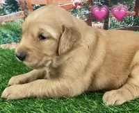 Lexi Pink, a female Golden Retriever for sale in Tahlequah, OK – Photo 5 of 10