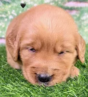 Pynki Black, a female Golden Retriever for sale in Tahlequah, OK – 7 of 7