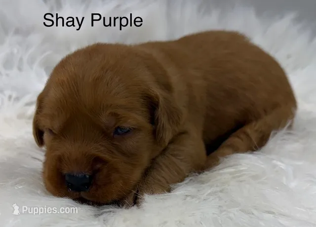 Shay Purple – Golden Retriever puppy for sale in Tahlequah, OK