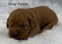 Shay Purple, a female Golden Retriever for sale in Tahlequah, OK – 1 of 8