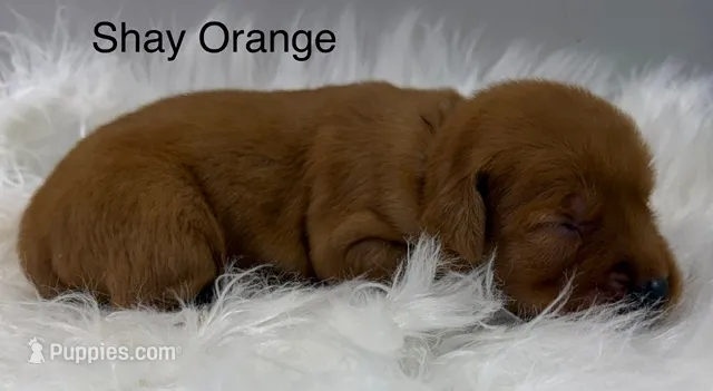 Shay Orange – Golden Retriever puppy for sale in Tahlequah, OK