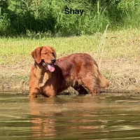 Shay Yellow, a female Golden Retriever for sale in Tahlequah, OK – 7 of 8