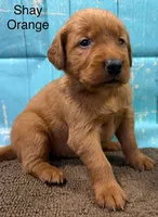 Shay Orange, a female Golden Retriever for sale in Tahlequah, OK – 5 of 8