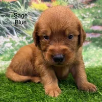 Saga Blue, a male Golden Retriever for sale in Tahlequah, OK – 6 of 9