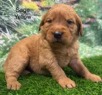 Sage Yellow, a female Golden Retriever for sale in Tahlequah, OK – 7 of 9
