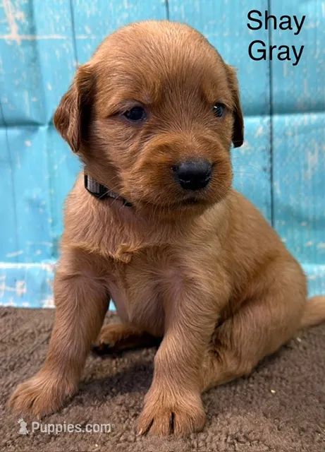 Shay Gray – Golden Retriever puppy for sale in Tahlequah, OK