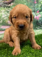 Sage Pink, a female Golden Retriever for sale in Tahlequah, OK – 6 of 9