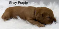 Shay Purple, a female Golden Retriever for sale in Tahlequah, OK – 3 of 8