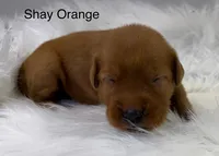 Shay Orange, a female Golden Retriever for sale in Tahlequah, OK – 5 of 8